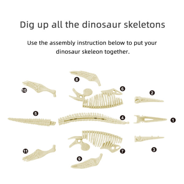 Pliosaurus Dig Kit skeleton parts for assembly